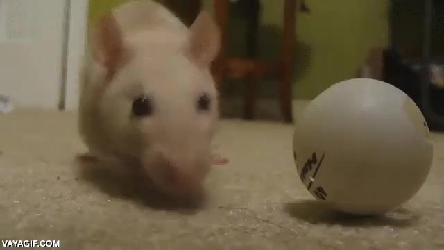 rata,buscar,pelota,jugar,fetch,tirar