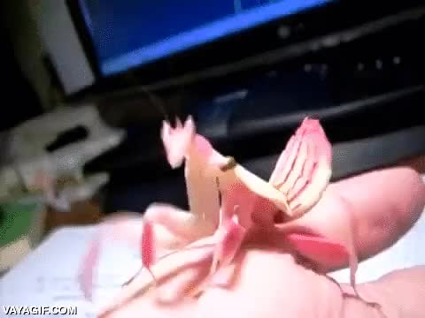 Enlace a La preciosa y casi increíble mantis orquídea