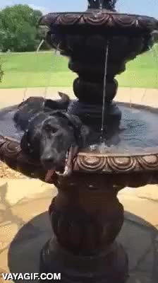 perro,calor,fuente,un ba&ntilde;ito,ba&ntilde;arse,refrescarse