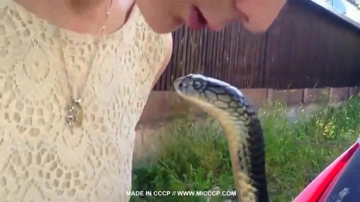 beso,serpiente,cobra,besar,madre,suegra,boda