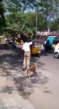 Este hombre para el tráfico en una carretera muy transitada para que pueda cruzar este perro perro,cruzar,parar,tráfico,carretera,debe ser indonesia,o algún país asiático