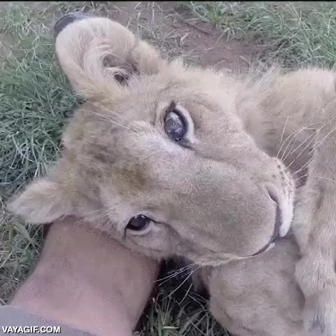 comportamiento,leon,adorable dentro de su letalidad,bestia,cachorro,joven