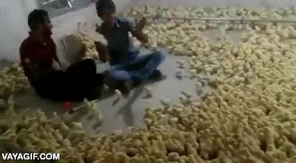 concierto,pollitos,granja,amontonarse,fans,gallina