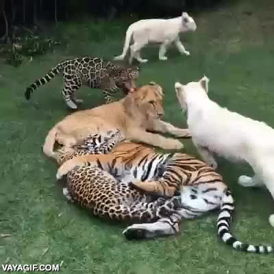 gatos grandes,leon,tigre,jaguar,leopardo,leon albino,jugar