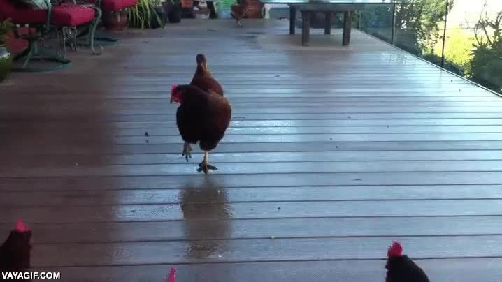 carrera,correr,bayas,gallinas,pollos,gallos,lanzar