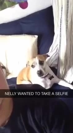 nelly,perro,en realidad esa cara es de estarse rascando,mirar,camara,selfie