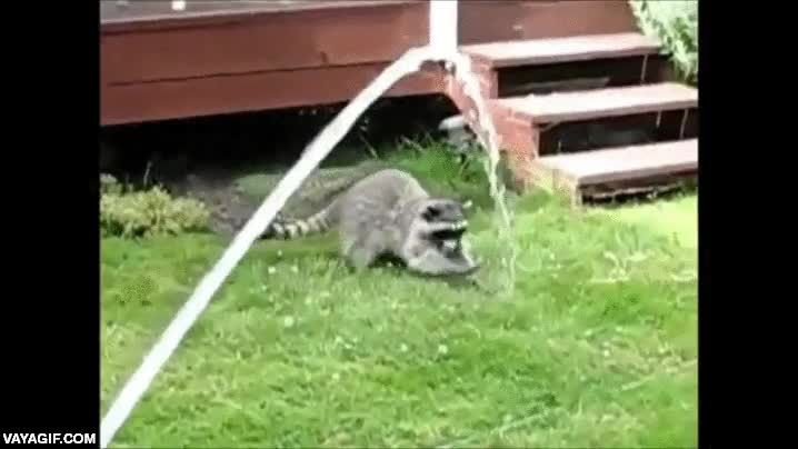 chorro,flipar,manguera,agua,mapache,jugar