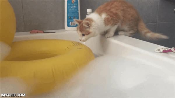 gato,mojado,agua,ba&ntilde;era,susto,fail,al agua,chorreando,cachorro