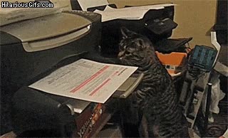 enviar,fax,gato,gif a la inversa,impresora,locura