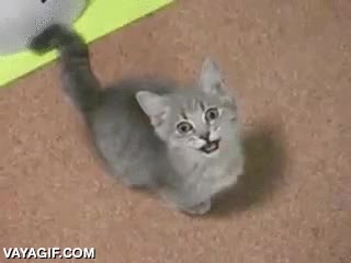 pedir,gato,rogar,patitas,me lo como,gatito