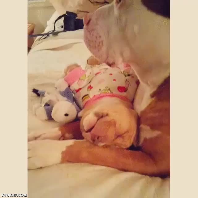 perro,cachorro,madre,pijama,regazo,encima,seguro