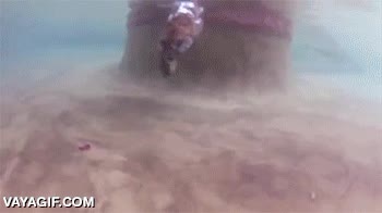 tigre,bucear,agua,nadar,buceador experto,foca reencarnada