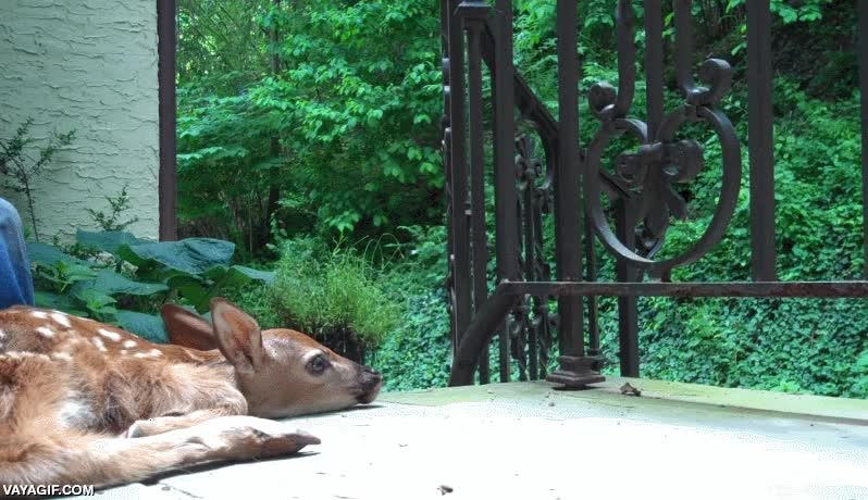gato,ciervo,respira,parece anestesiado,mueve las orejas y la nariz,inmovil,algo raro le pasa