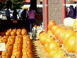 halloween,la calabaza asesina de ni&ntilde;os,rodar,atropellar,no pasa nada,todos tranquilos