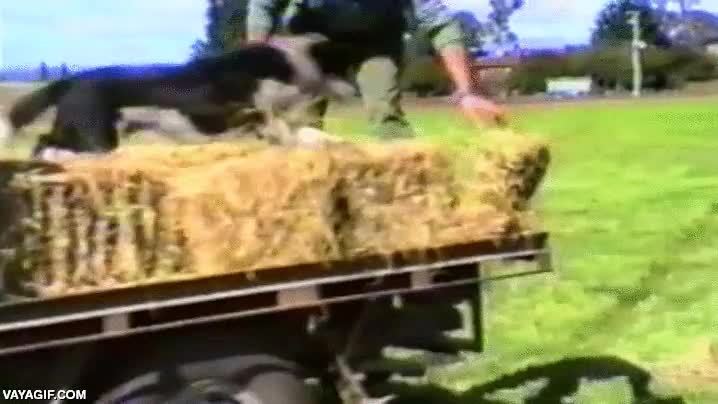 experto,perro,repartir,heno,locura,camioneta