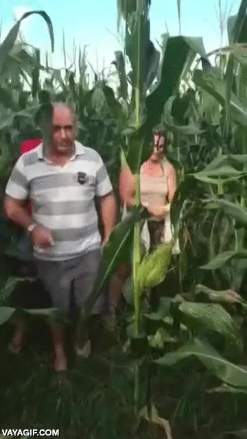 cerveza,lata,mazorca,beber,agricultura