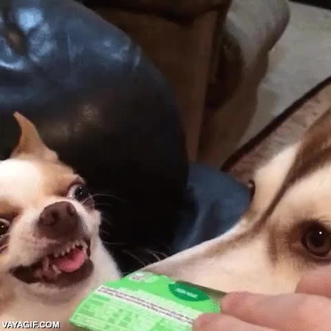 perro,cara de loco,locura,paquete,muy egoista,posesion
