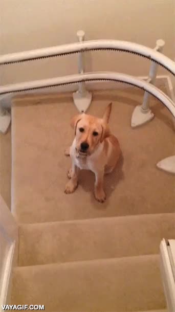 perro,deslizarse,escaleras,bajar,arrastrarse