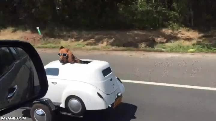 Y yo yendo a los sitios en bicicleta, ¡qué envidia este perro! remolque,remolcar,perro,ruedas,moto,coche de mafioso