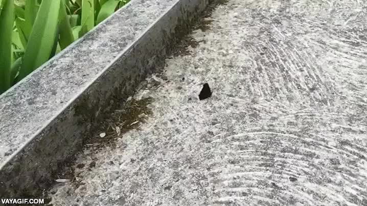 mariposa,atacar,gato,troll,cazador