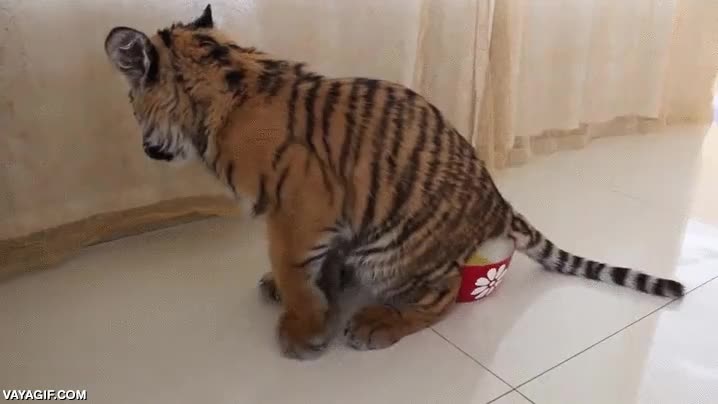 El tigre que aprendió que oler tus necesidades después de hacerlas no es buena idea tigre,cachorro,oler,cara,asco