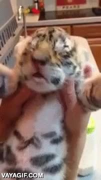 acariciar,tocar,rascar,tigre,bebe,cachorro