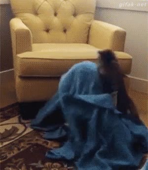 gato,cazar,atrapar,sabana,perro,manta