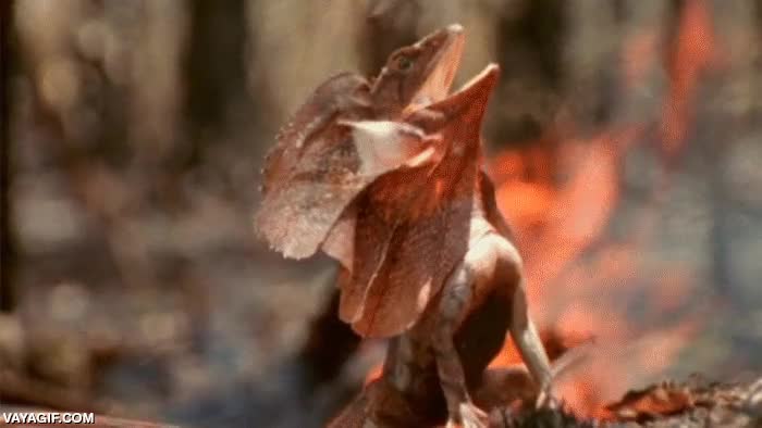 majestuoso,correr,a dos patas,lagarto,iguana