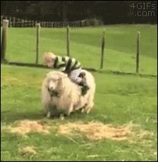 oveja,perseguir,montar,correr,jinete,ni&ntilde;o