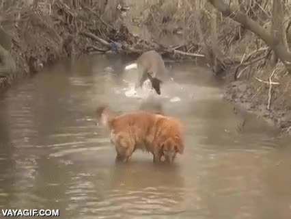 perro,ciervo,jugar,rio,riachuelo,como ahora todo son remakes...