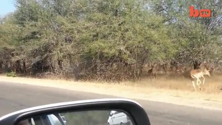 huir,gacela,no estoy seguro de si es leopardo o guepardo,estampida,carretera,safari,la última corre que se las pela