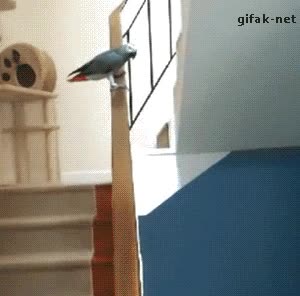 deslizarse,loro,barandilla,escaleras