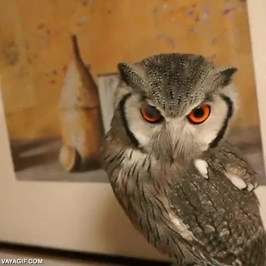 Enlace a Así se le hacen carantoñas a un búho