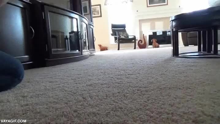 soy especialista de acción,perro,salchicha,disparar,disparo,fingir muerte,simular