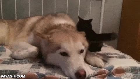 gato,perro,molestar,cola