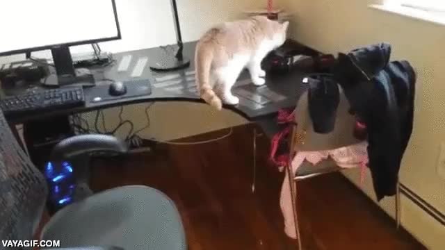 celo,pegamento,gato,molestar