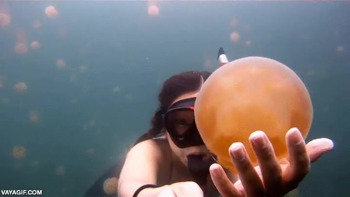 Enlace a Hay que estar muy LOCO para bucear así entre medusas