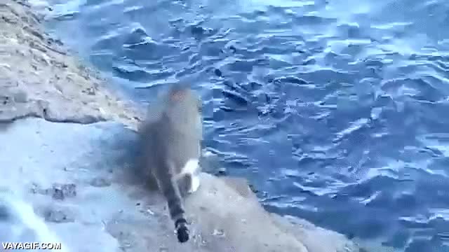 gato,pez,pescar