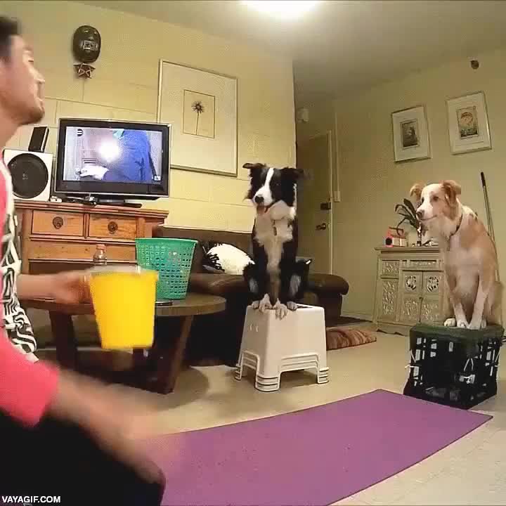 perros,divertidos,jugar,cubo,pelota,lanzar,encestar