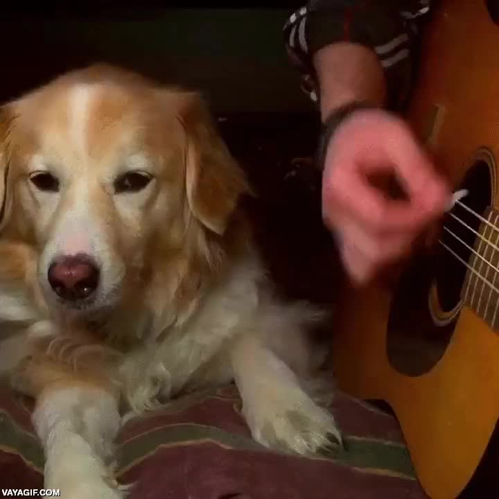 cansino,guitarra,perro,tocar