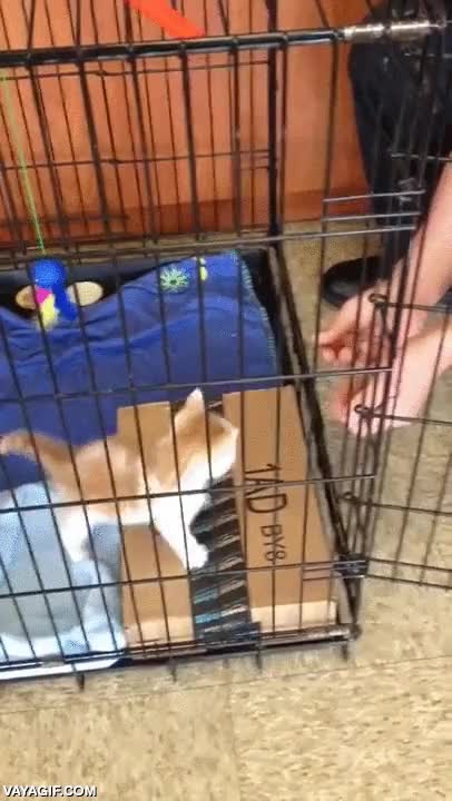 gatito,jaula,saltar,pobrete