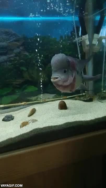 Enlace a Mi pez es un poco cabroncete