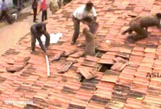 susto,leopardo,tejado,wtf,tejas