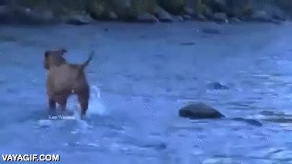 Enlace a Perro pescando cual oso en el río