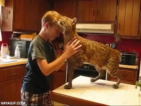 abrazo,felino