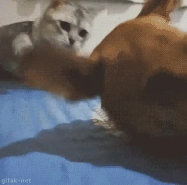 gato,perro,molestar,pesados