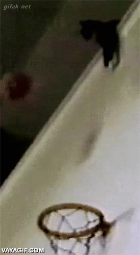 canasta,gato,baloncesto