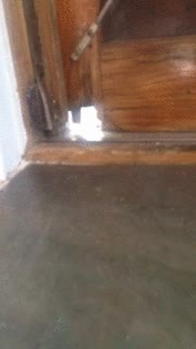 gatos,abrir,listo,puerta