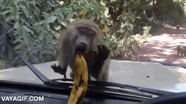 pl&aacute;tano,simio,mono,cristal,pobrete