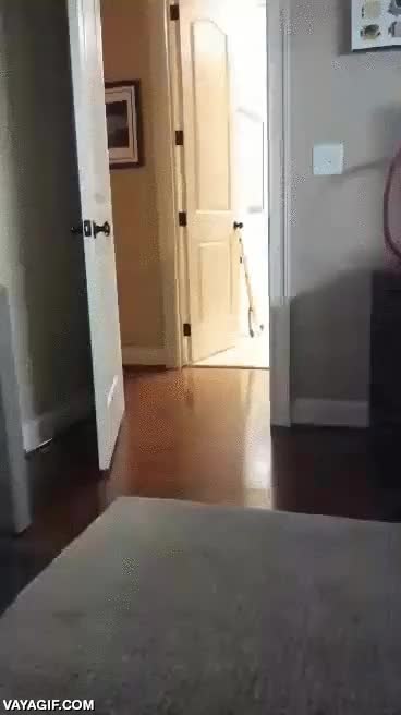 vago,perro,sofa,coj&iacute;n